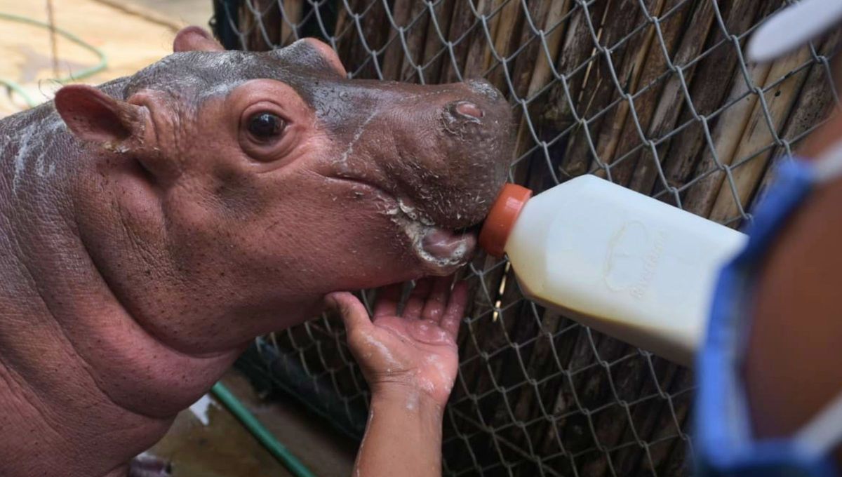 La leche de este animal no es rosada en sí. Se trata de una sustancia de color rojizo que estos animales segregan para protegerse de los fuertes rayos del sol, insectos y gérmenes. La leche de este animal no es rosada en sí. Se trata de una sustancia de color rojizo que estos animales segregan para protegerse de los fuertes rayos del sol, insectos y gérmenes.