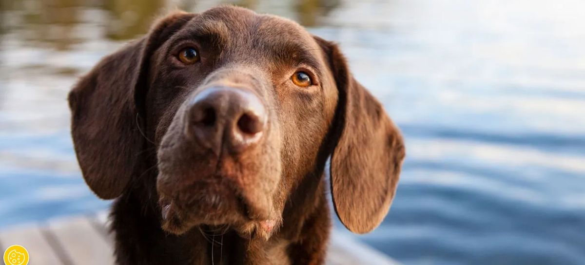 Extraña enfermedad. Una misteriosa enfermedad afecta a los perros en EEUU. Extraña enfermedad. Una misteriosa enfermedad afecta a los perros en EEUU.