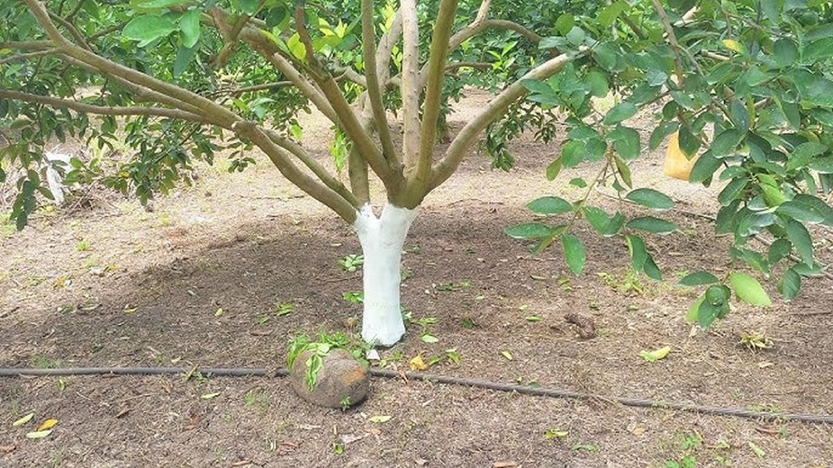 Los cambios de temperatura pueden perjudicar a tu árbol limonero Los cambios de temperatura pueden perjudicar a tu árbol limonero
