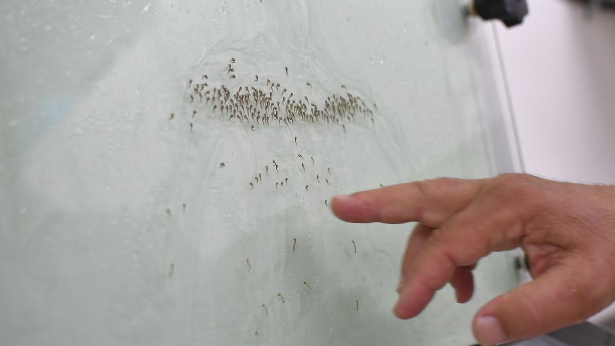 Crían mosquitos estériles para reducir su población y evitar enfermedades