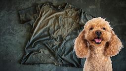 Usando una remera vieja, aprende a crear un juguete para tu mascota Usando una remera vieja, aprende a crear un juguete para tu mascota