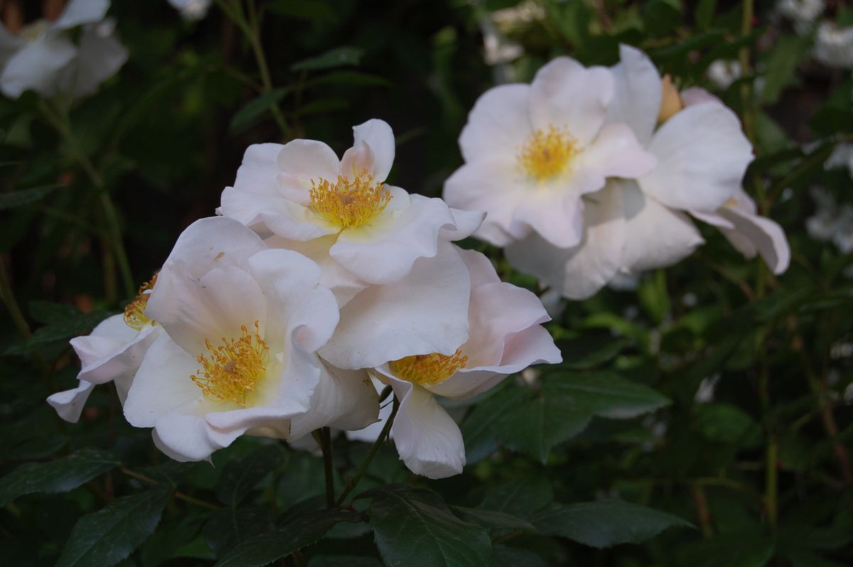 La planta de bajo mantenimiento que crece en grupos y es ideal para decorar el jardín La planta de bajo mantenimiento que crece en grupos y es ideal para decorar el jardín