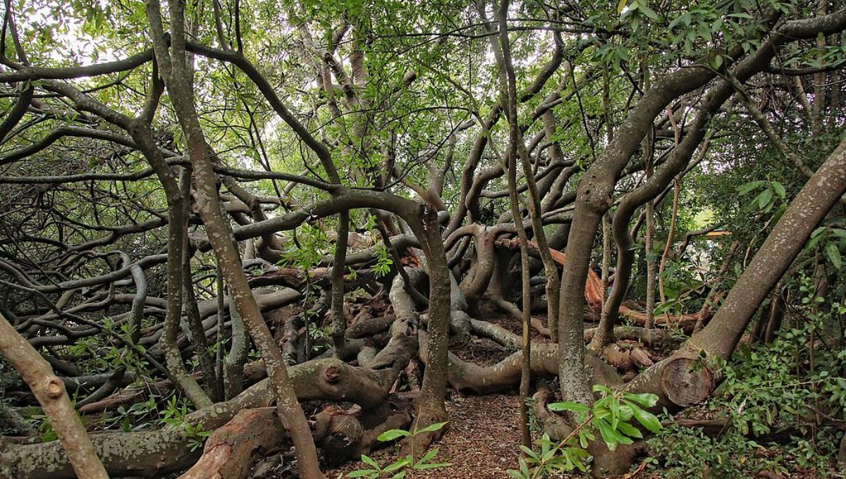 Van Riebeeck’s Hedge es más que una simple plantación, simboliza las complejidades de la colonización y sus repercusiones en la sociedad sudafricana. Van Riebeeck’s Hedge es más que una simple plantación, simboliza las complejidades de la colonización y sus repercusiones en la sociedad sudafricana.