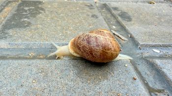 Si aparecieron caracoles merodeando por tu casa, te contamos qué anuncia su presencia Si aparecieron caracoles merodeando por tu casa, te contamos qué anuncia su presencia