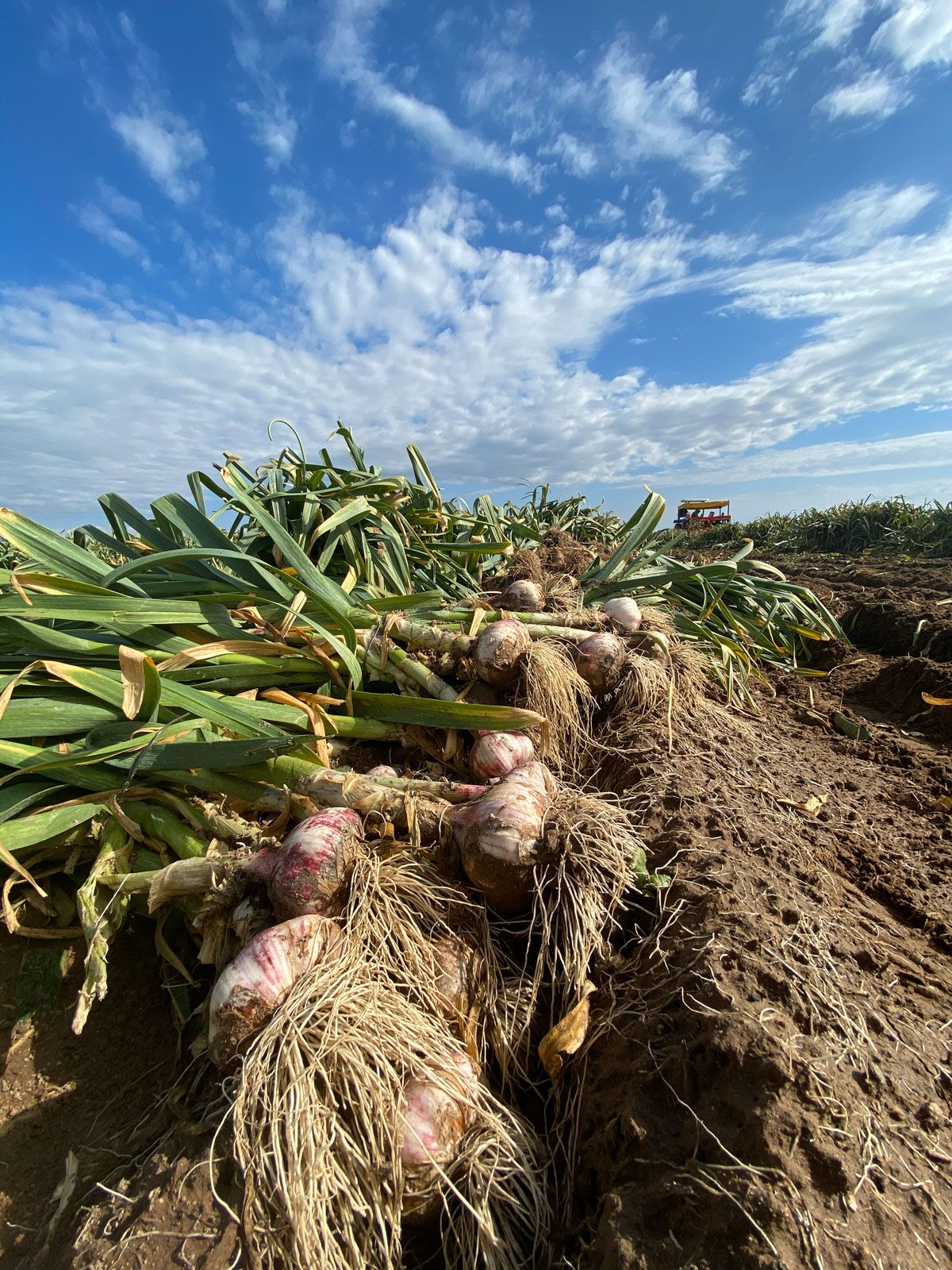 El ajo continúa siendo un cultivo estratégico para la región Cuyo. El ajo continúa siendo un cultivo estratégico para la región Cuyo.