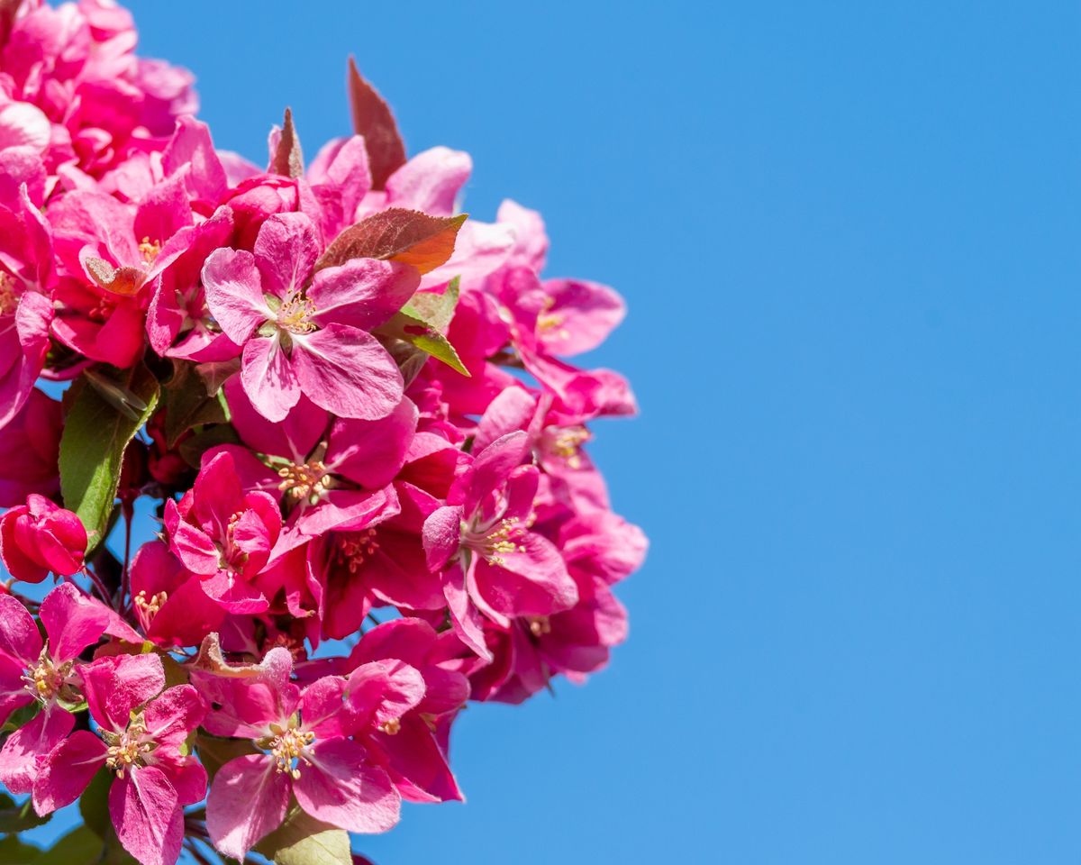 Esta planta tiene flores en diferentes variedades de colores. Imagen: Pexels. Esta planta tiene flores en diferentes variedades de colores. Imagen: Pexels.