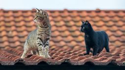 Los gatos suelen tener mucha actividad nocturna.