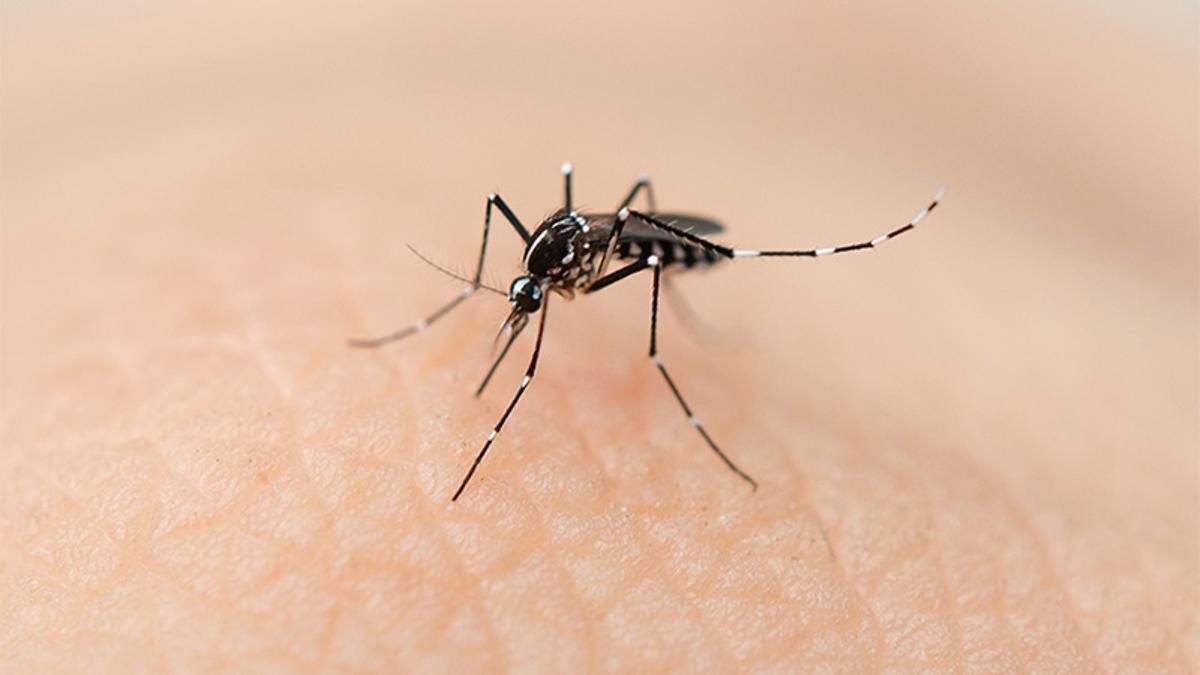 De toda la población de mosquitos que podrían transmitir el dengue, solo las hembras son las que pican.