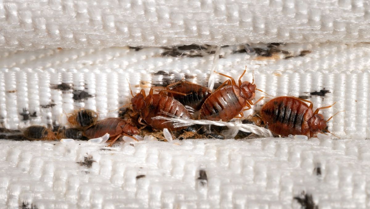 Adiós a las chinches: el electrodoméstico que ya tienes en casa y los elimina sin químicos