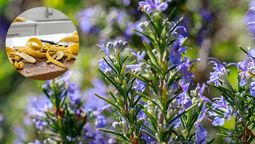 La planta de romero puede ser favorecida a través del uso de este material que muchos tiran. La planta de romero puede ser favorecida a través del uso de este material que muchos tiran.