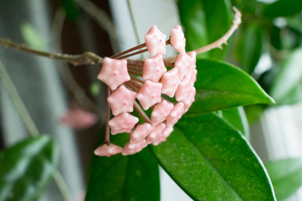 La Hoya carnosa o flor de cera es una de las plantas más elegantes. La Hoya carnosa o flor de cera es una de las plantas más elegantes.
