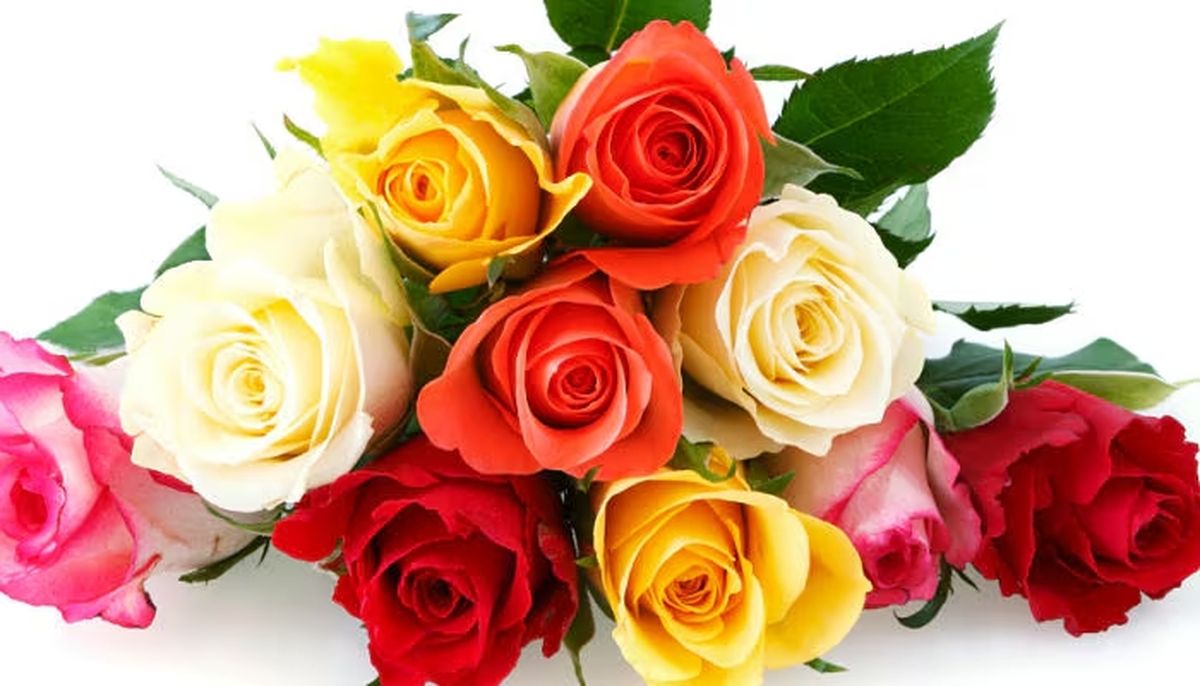 Las rosas son muy bellas, con estos trucos caseros les alargarás la vida. Las rosas son muy bellas, con estos trucos caseros les alargarás la vida.