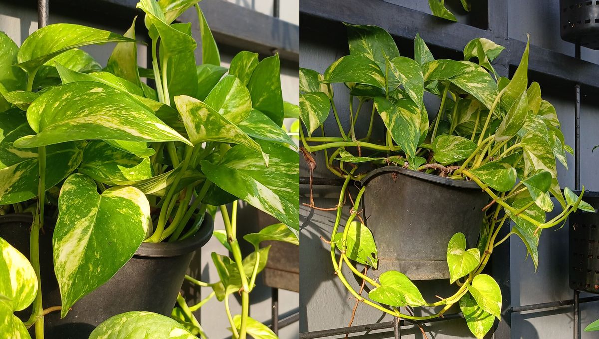 El potus es una de las plantas de interior más fáciles de cuidar. El potus es una de las plantas de interior más fáciles de cuidar.