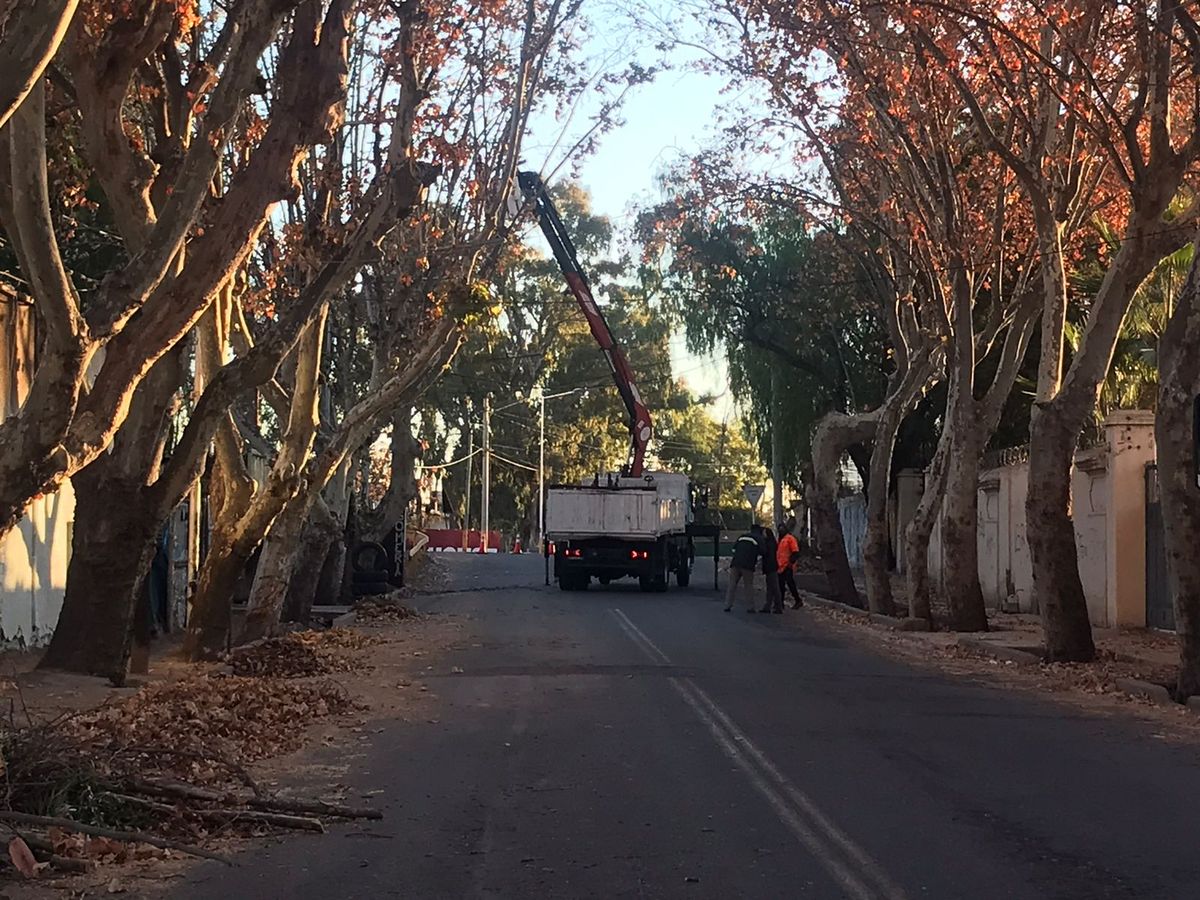 Mendoza tiene árboles de más de 100 años, algunos en buen estado, otros dañados por la falta de lluvias y la acción de los vientos fuertes. En la imagen, operarios trabajan en el mantenimiento del arbolado. Foto: Gentileza Luján de Cuyo.