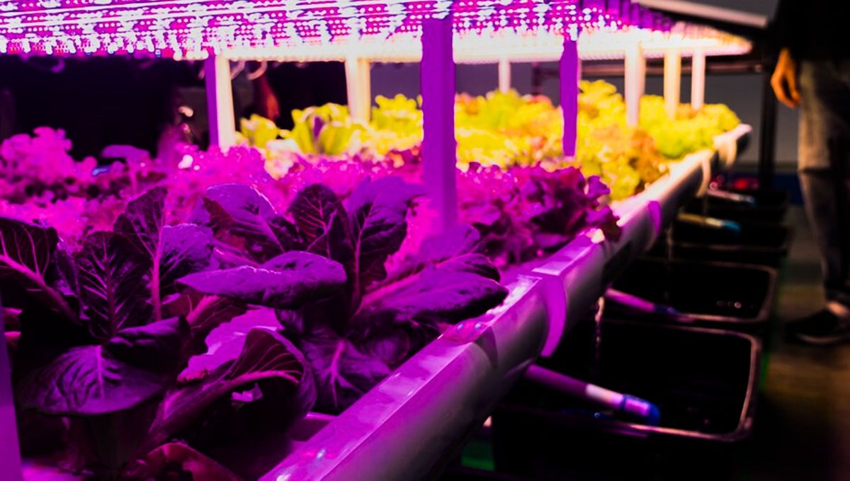 La luz artificial reemplaza a la luz solar y tiene grandes beneficios para tus plantas.