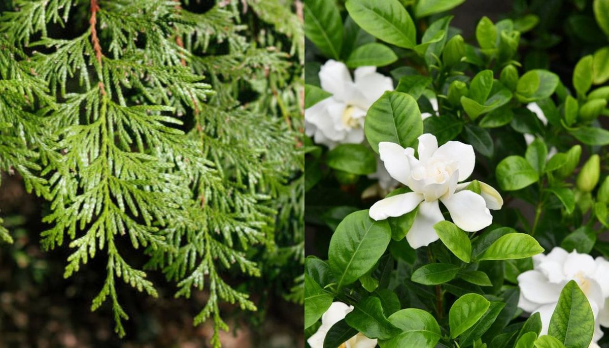La combinación de cedro y gardenia dejará un aroma único en tu hogar. Imagen: Redacción Diario Uno La combinación de cedro y gardenia dejará un aroma único en tu hogar. Imagen: Redacción Diario Uno