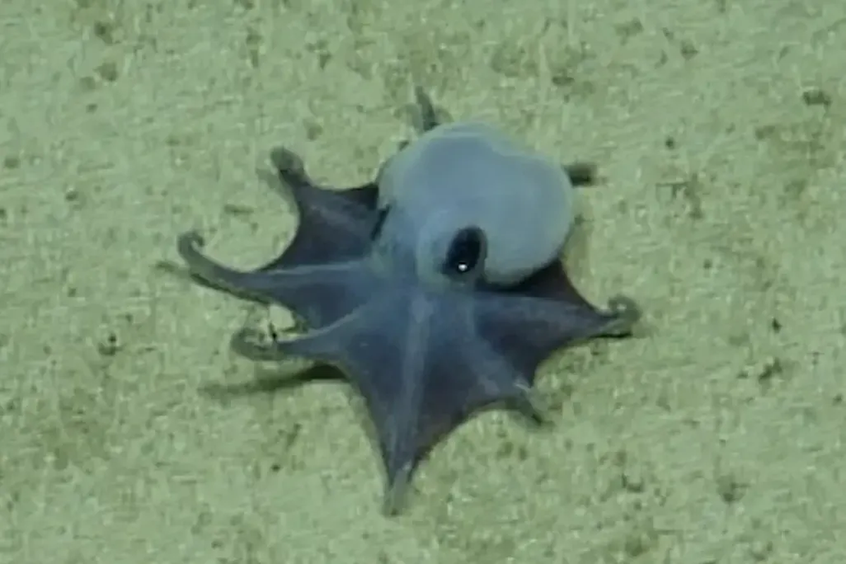 La adorable criatura vista en 2015 fue confirmada como una nueva especie.