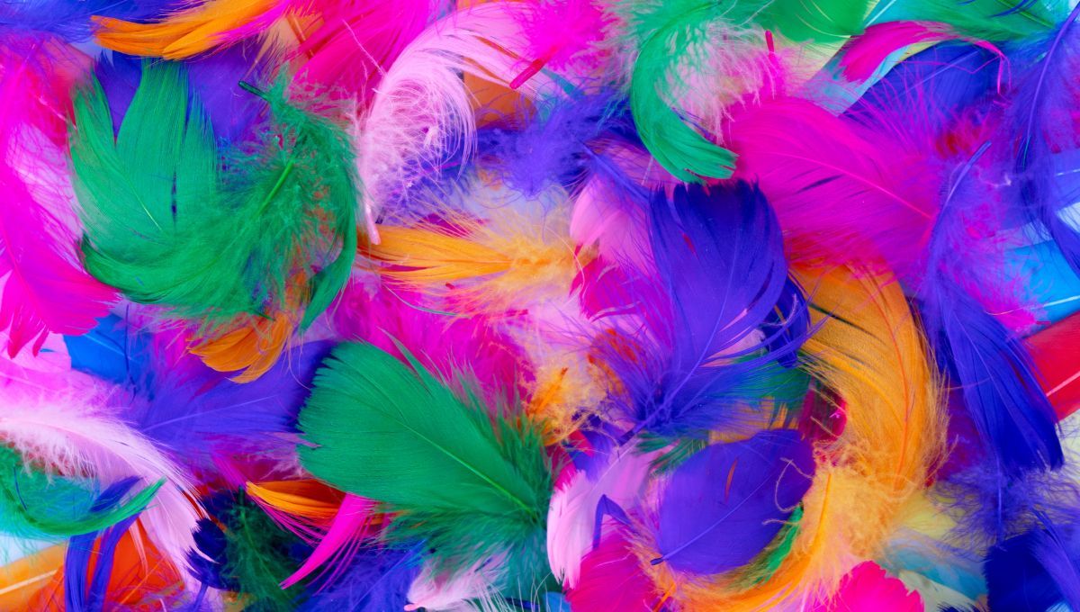 Plumas. Plumas. 