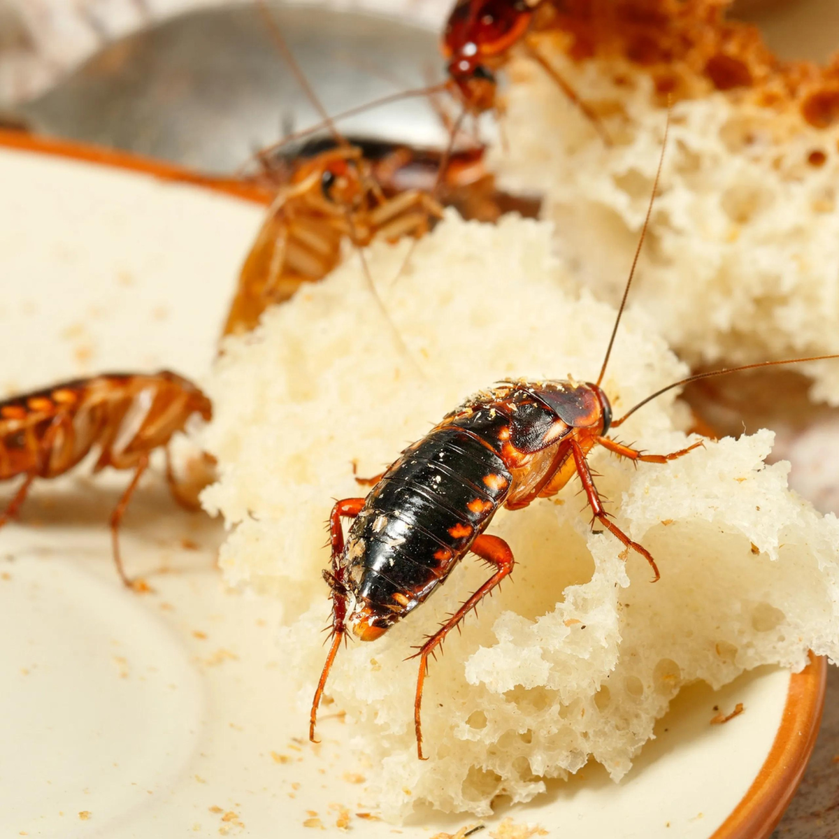 Aprende a eliminar las cucarachas con pocos elementos. Aprende a eliminar las cucarachas con pocos elementos.
