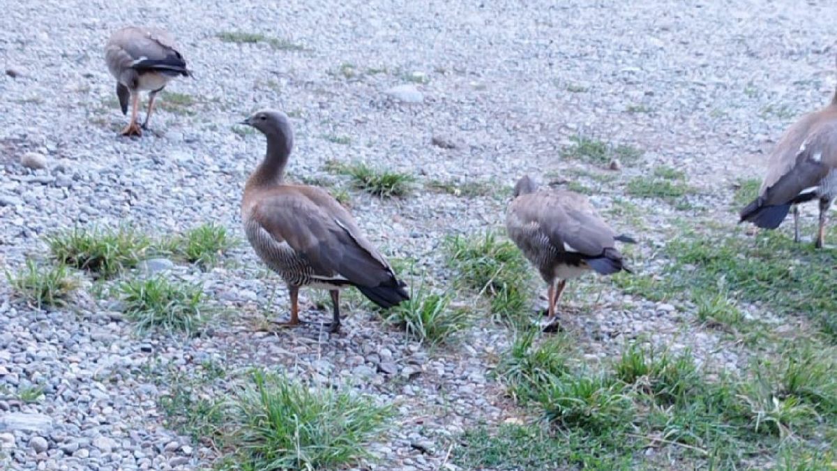 El cauquén colorado, animal en extinción en Argentina y Chile. El cauquén colorado, animal en extinción en Argentina y Chile.