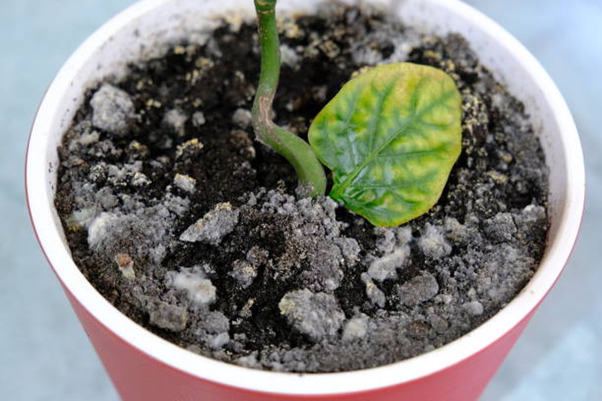 Así debes cuidar tus plantas en maceta durante el invierno. Así debes cuidar tus plantas en maceta durante el invierno.