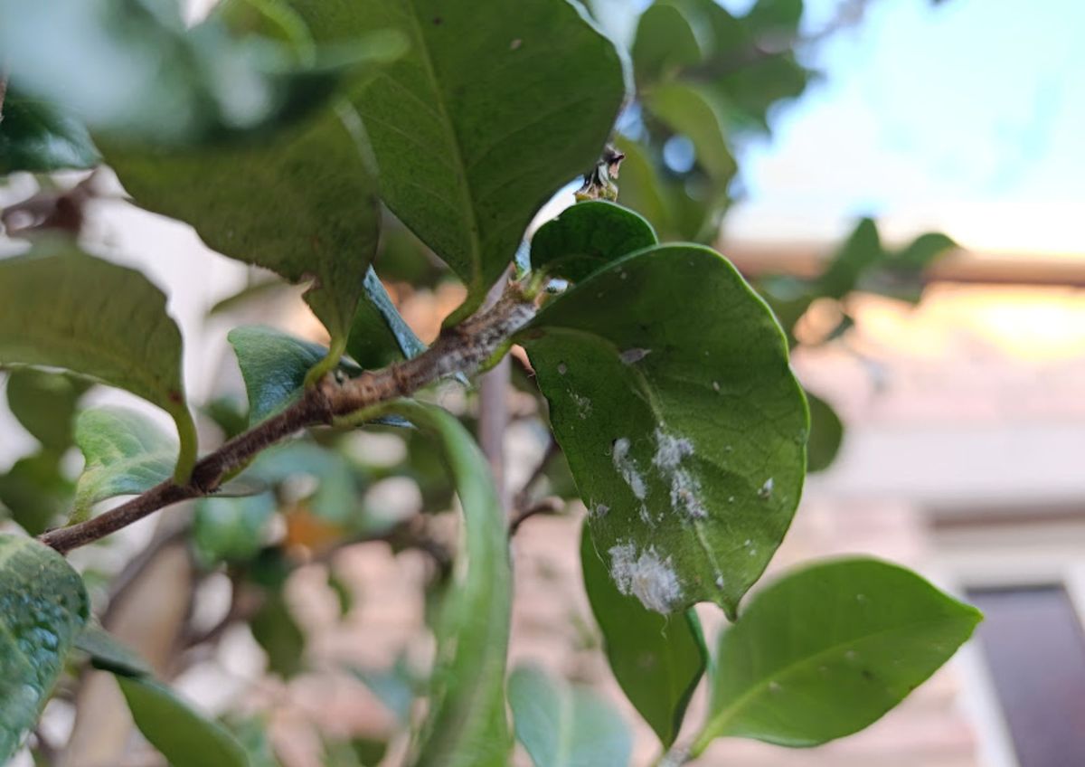 Cómo proteger tus plantas frente a plagas