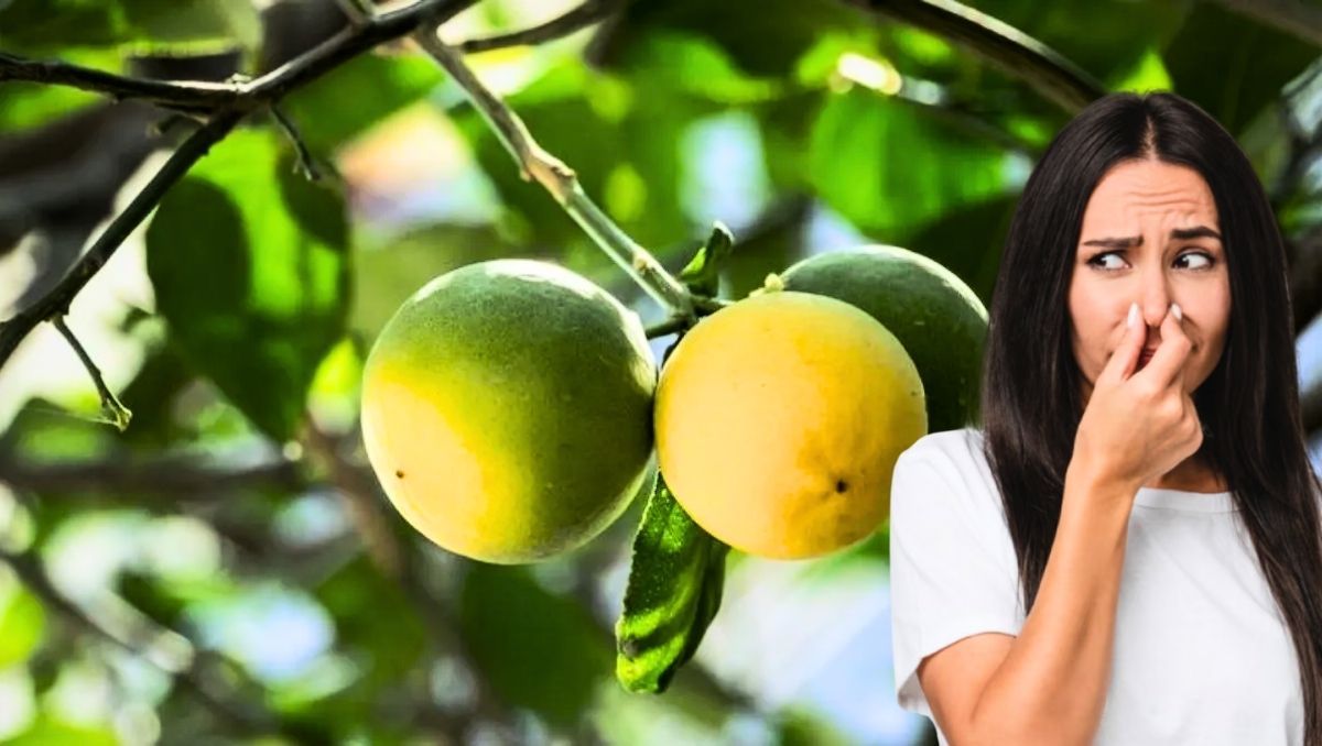 Si tu limonero tiene feo olor puede deberse a múltiples causas