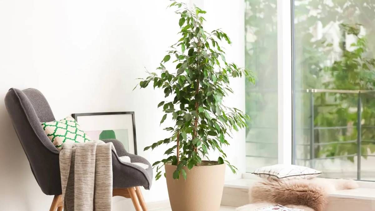 Para mejorar las relaciones y la comunicación dentro del hogar, el Feng Shui aconseja sumar el ficus a tus espacios. Para mejorar las relaciones y la comunicación dentro del hogar, el Feng Shui aconseja sumar el ficus a tus espacios.