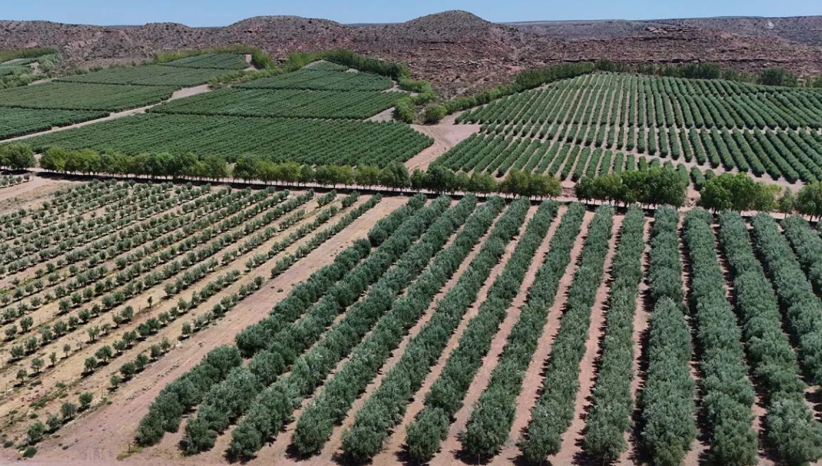 Argentina exporta aceite de oliva a la meca de la olivicultura y conquista al mundo