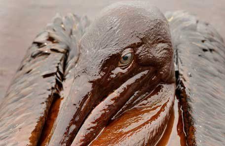 Iniciaron el rescate de los animales afectados por el derrame de British Petroleum