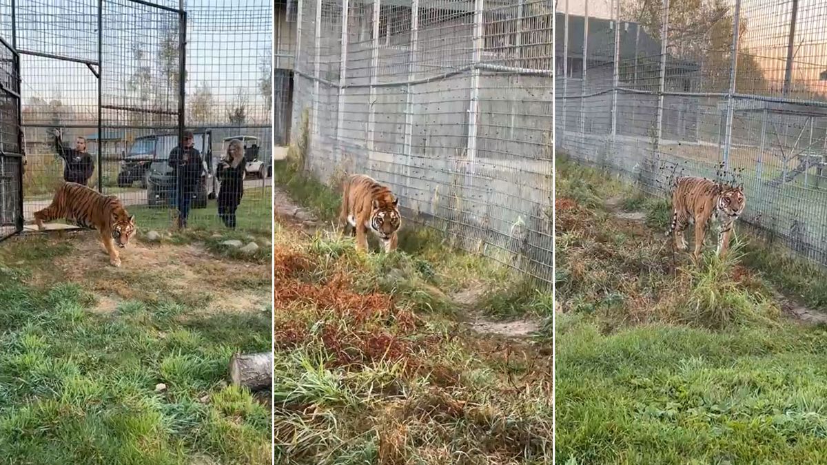 La tigresa Lucy llegó al santuario WidCat en perfecto estado. Muy curiosa recorrió el primer espacio verde que conoció.