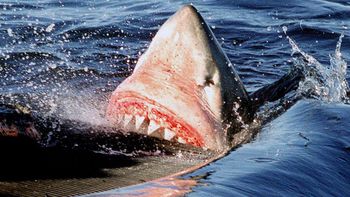 Video escalofriante: un tiburón blanco mató a un hombre en el mar