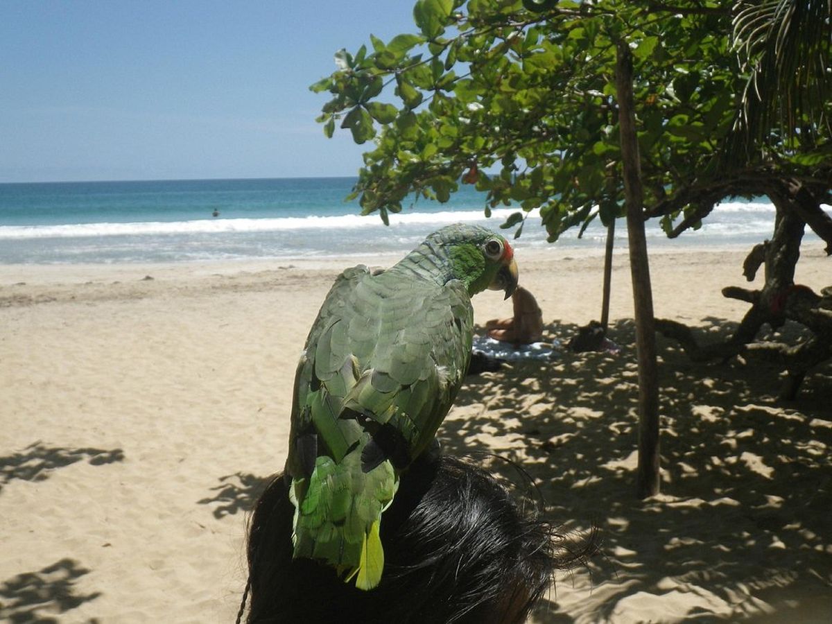 Esta playa tiene un entorno natural que cautiva a todos los turistas que pisan su arena. Esta playa tiene un entorno natural que cautiva a todos los turistas que pisan su arena.