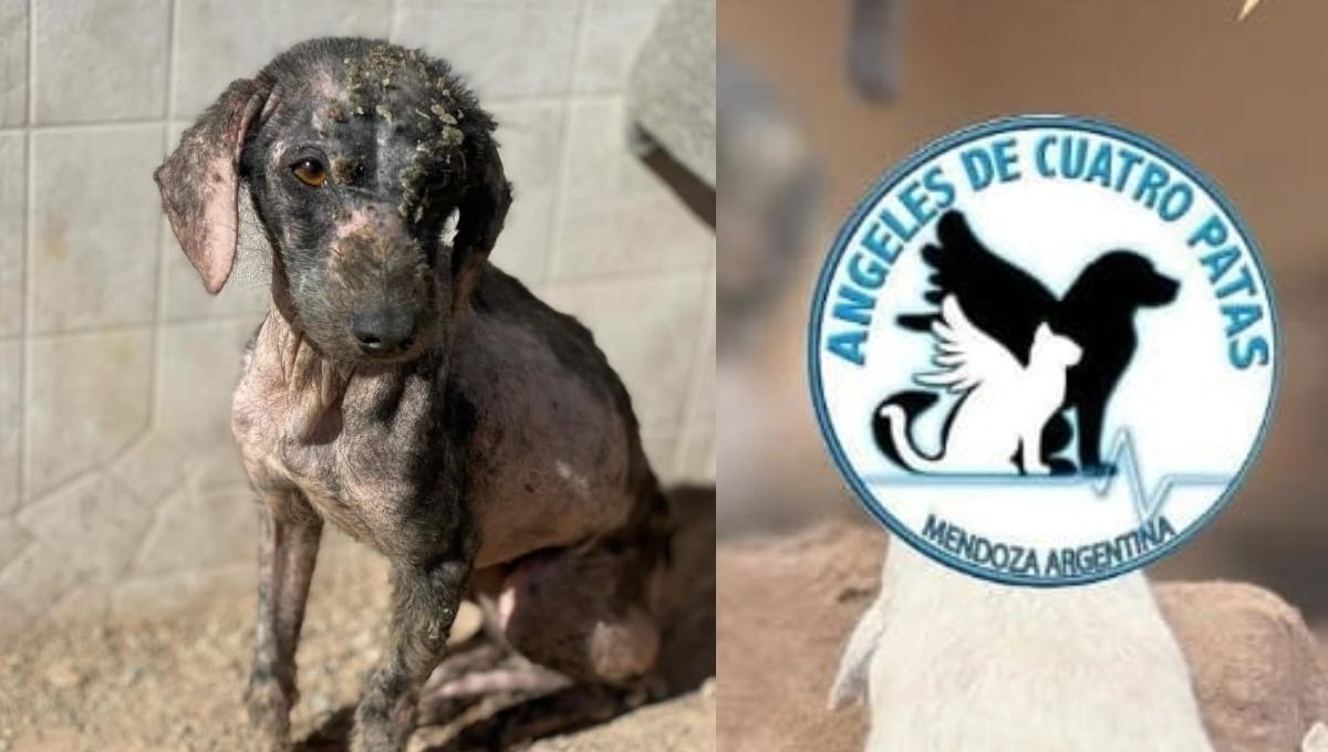 Necesitamos que 735 personas donen $1.000 cada una″: el refugio para perros que pide una mano a mendocinos