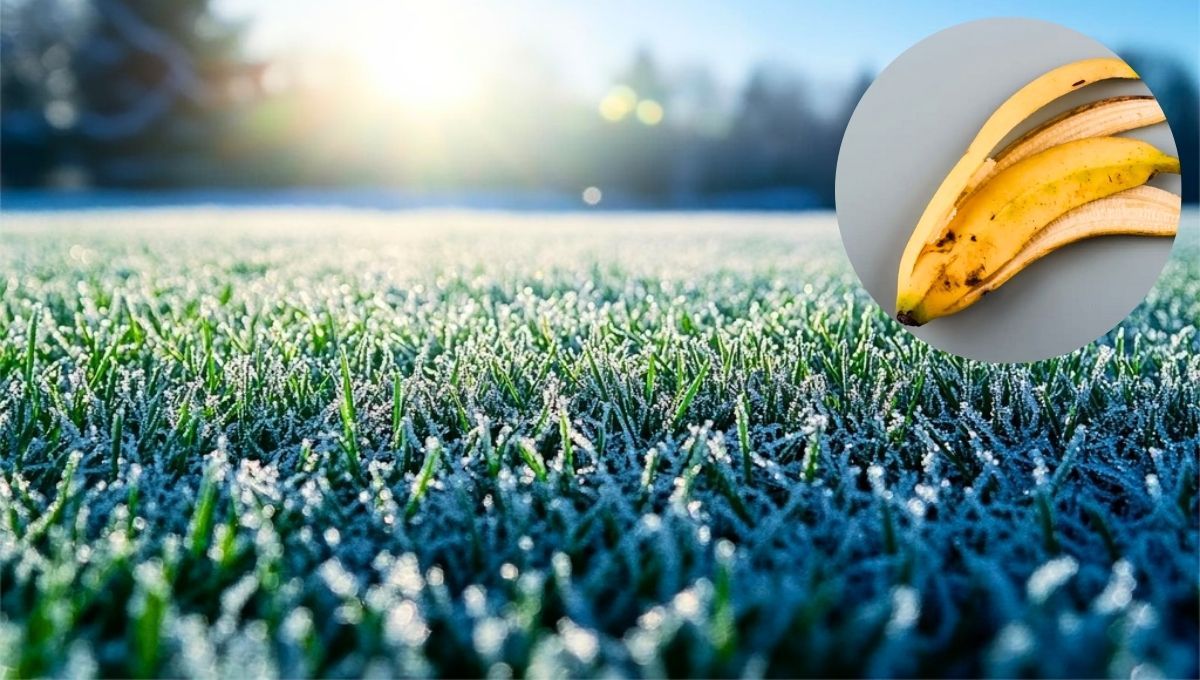 La cáscara de banana puede ser utilizada para recuperar el césped de tu jardín