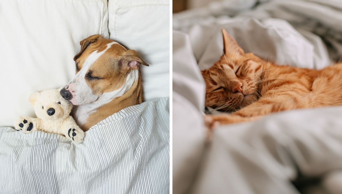 ¿Es mejor dormir con un perro o con un gato