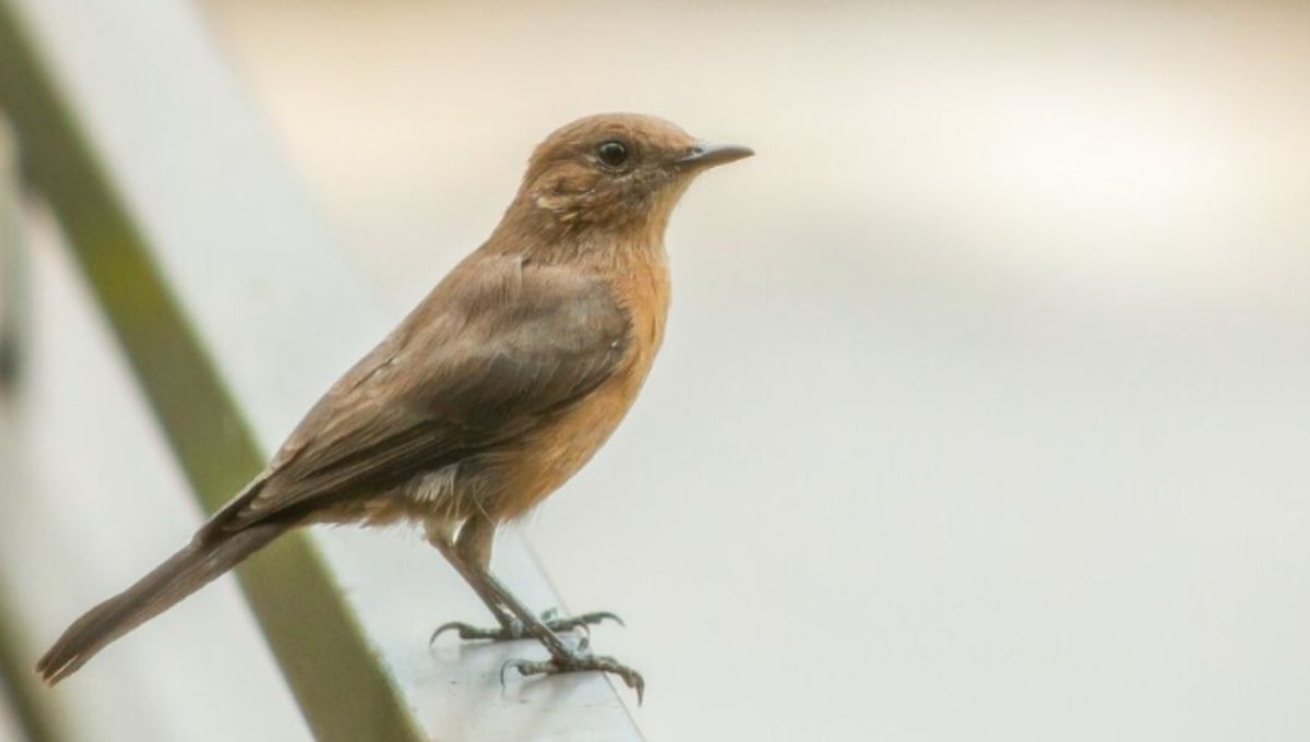 Si ves un pájaro en la ventana o balcón de tu casa te contamos qué significa y por qué es bueno