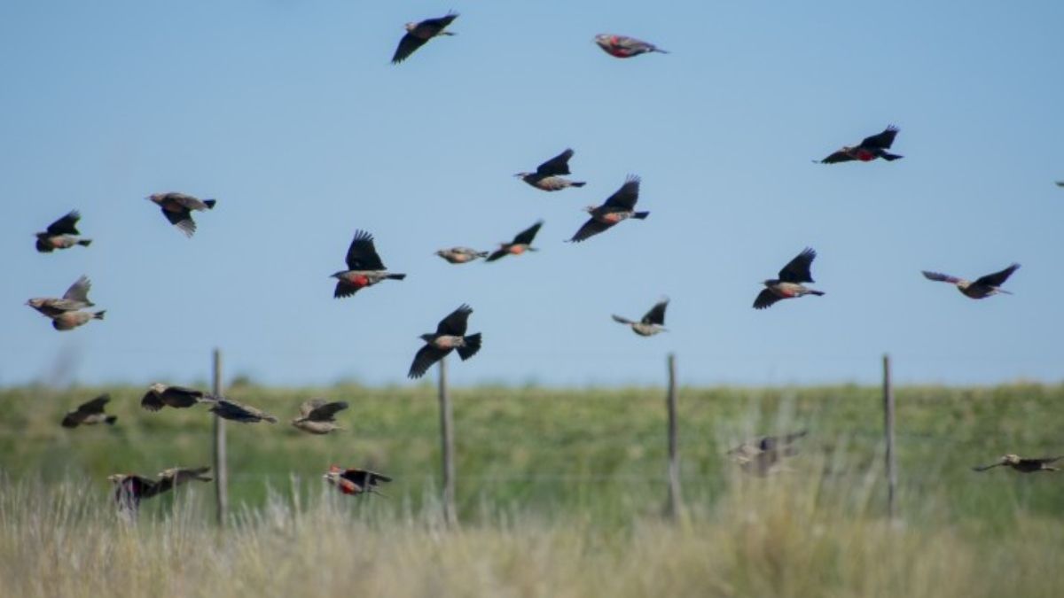 (Foto: Aves Argentinas) (Foto: Aves Argentinas)