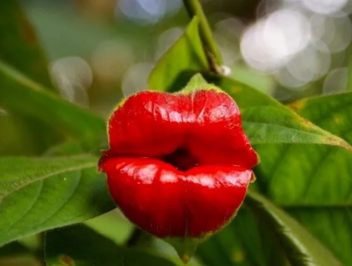 La planta emula unos labios humanos pintados de rojo. La planta emula unos labios humanos pintados de rojo.
