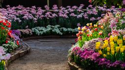 Llena tu jardín de vida con esta planta nativa de África. Imagen: Freepik.