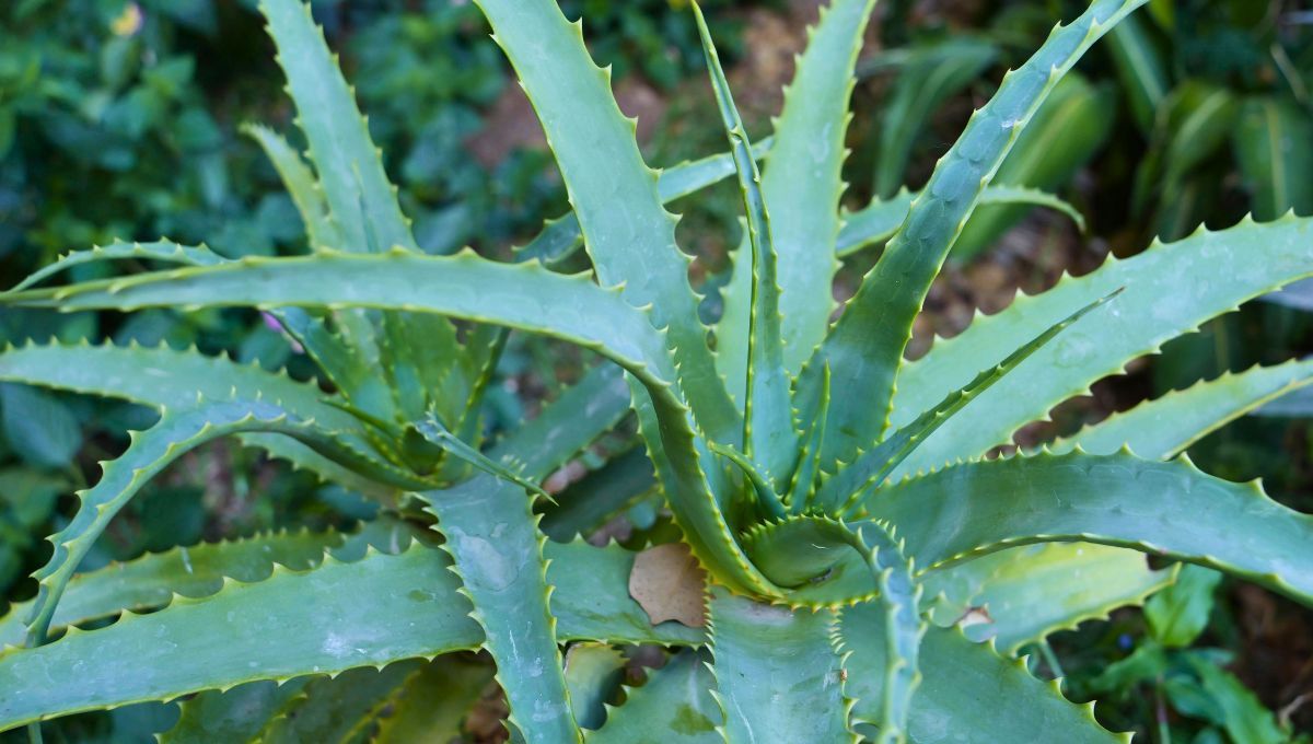 Si tenés una planta de aloe vera en tu casa, te contamos qué significa y qué beneficios trae a tu hogar. Fuente: Canva