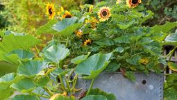 Esta planta tiene flores amarillas y anaranjadas. Imagen: Freepik.
