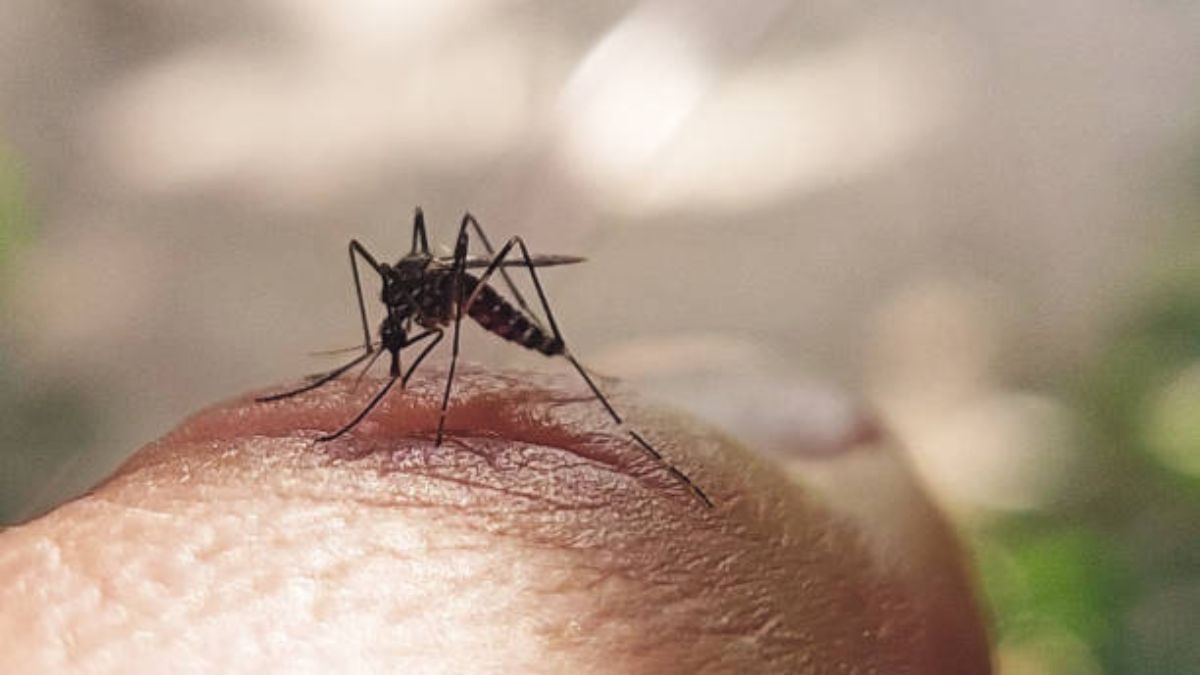 ¿Por qué los mosquitos prefieren la sangre humana? Te lo contamos en la nota.