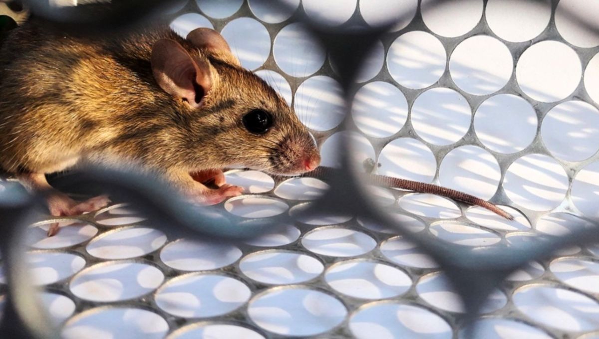 Estas nuevas especies fueron detectadas en los Estados Unidos