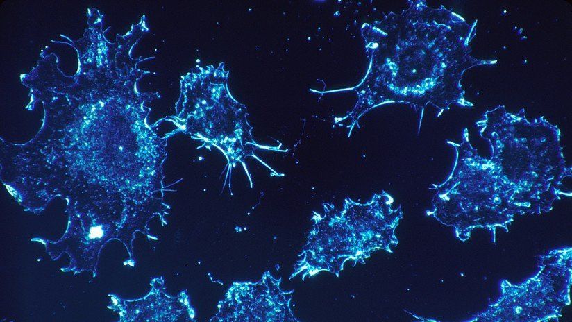 Descubrieron qué elemento puede ayudar a prevenir y combatir el cáncer