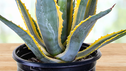 Esta planta tiene hojas de color gris-azulado, con bordes amarillos.