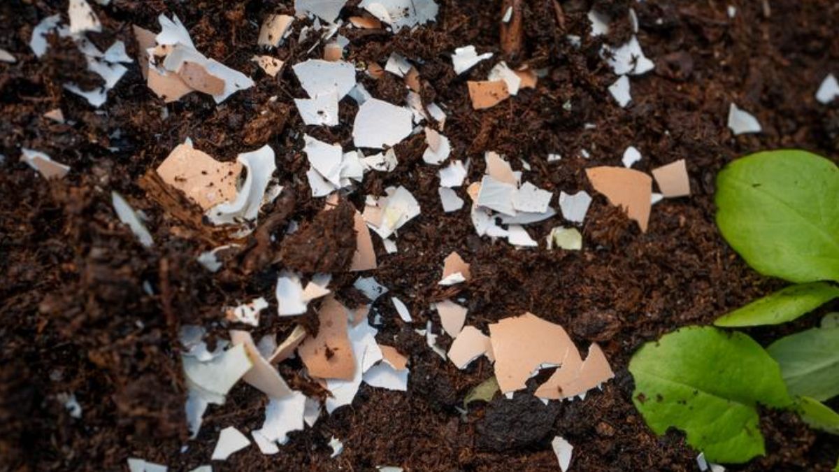 Las cáscaras de huevo son una increíble fuente de calcio para las plantas.