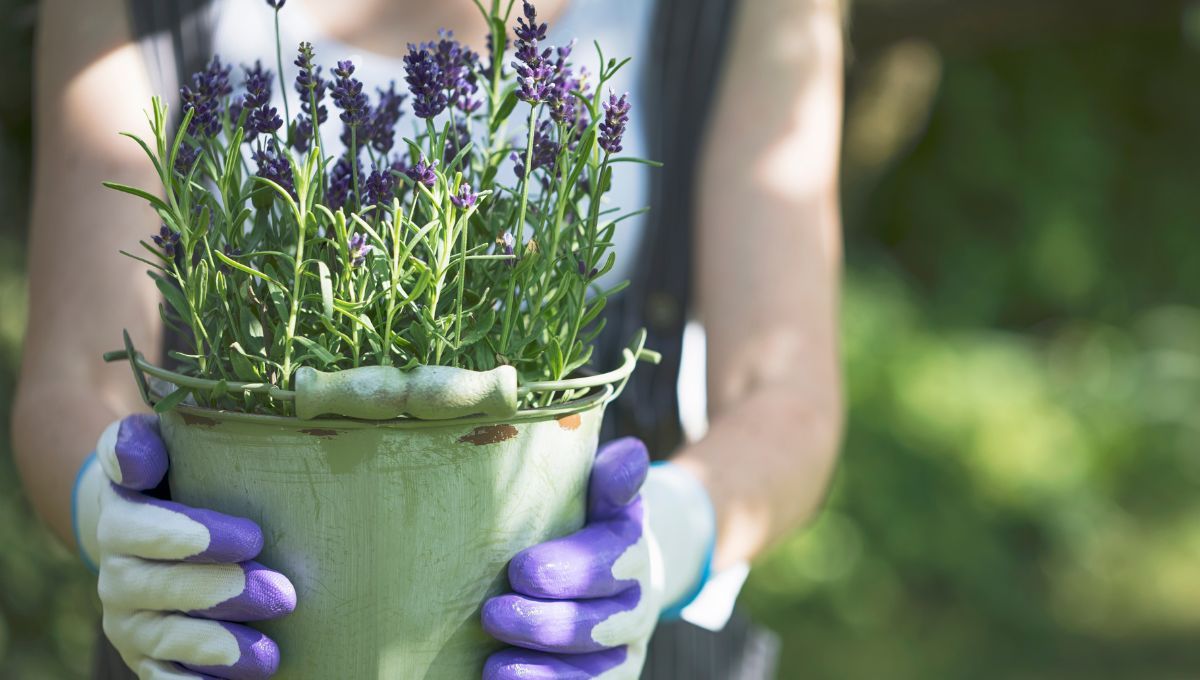 El riego de la lavanda es clave para la floración de esta especie. El riego de la lavanda es clave para la floración de esta especie.