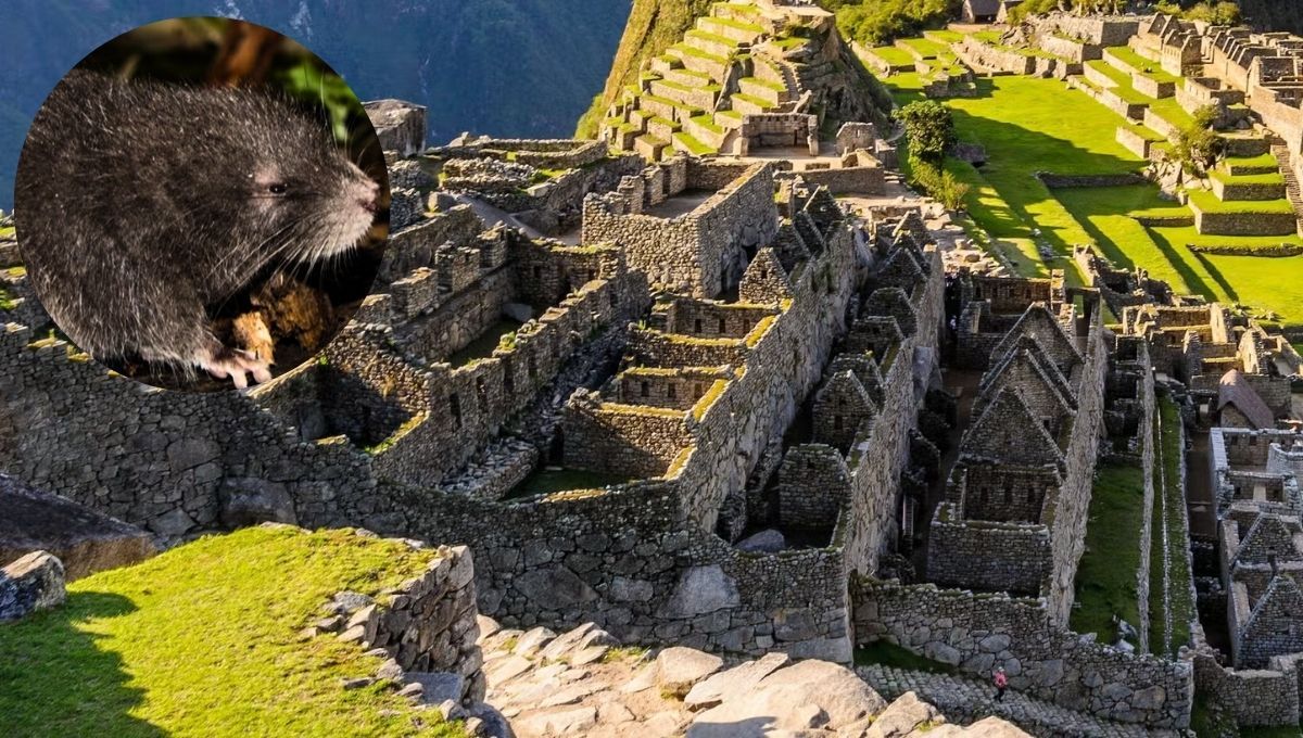 El descubrimiento en cuestión se dio en el Santuario Histórico de Machu Picchu