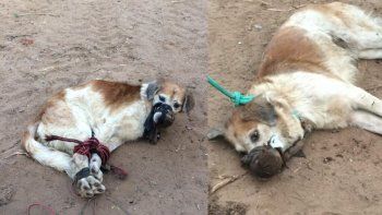 Abandonaron a un perro amordazado y atado con cables en un baldío